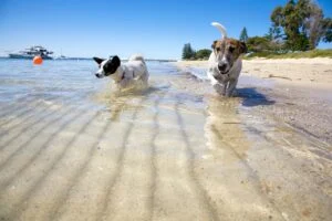 Plages autorisées aux chiens sables d'olonne