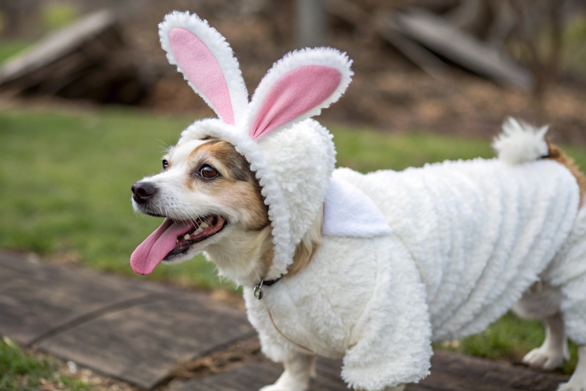pâques avec son chien