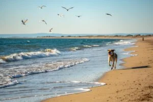 plages chiens ajaccio