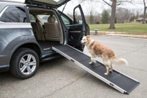 rampes pour chiens