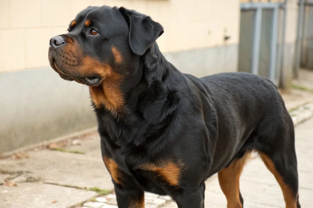 chien de garde