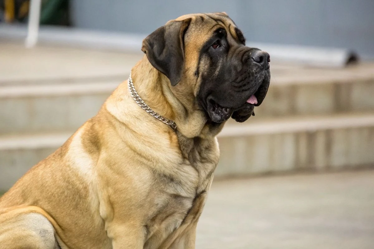 Mastiff anglais
