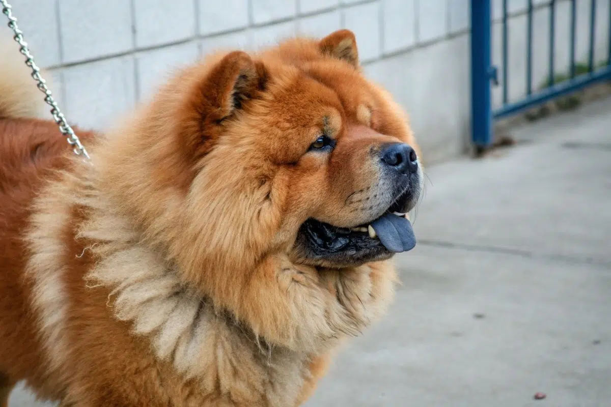 Les 5 races de chiens déconseillées par les vétérinaires