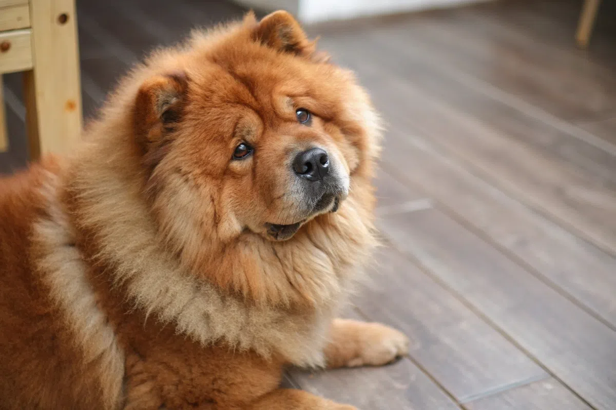 chiens bêtes