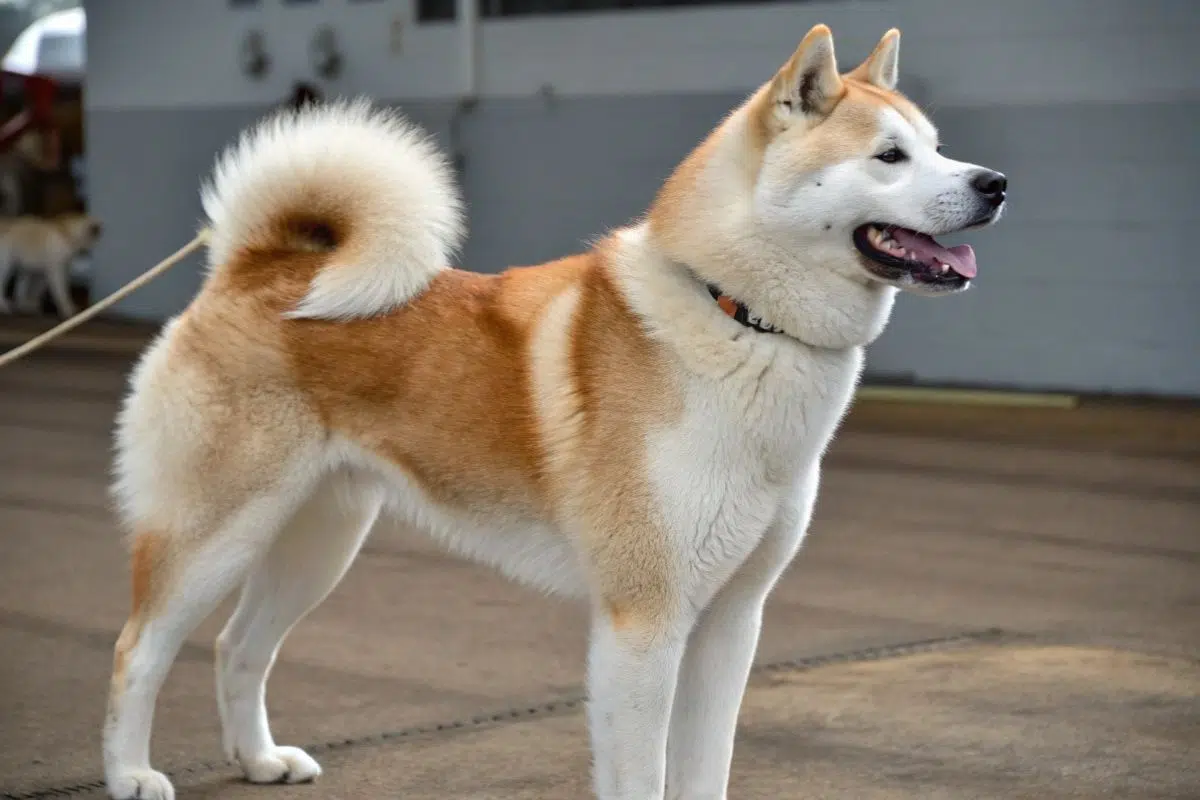 Les 5 races de chiens déconseillées par les vétérinaires