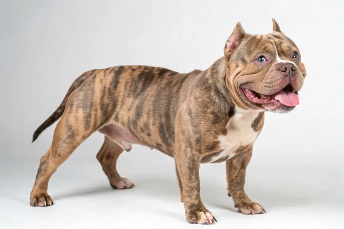 American Bully Pocket