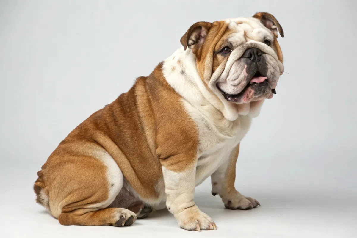chiens bêtes