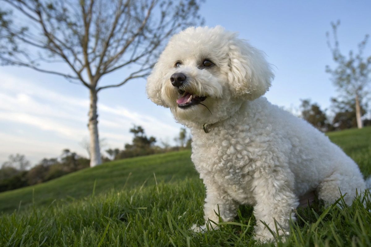 Ces 5 races de chiens sont les plus câlines : découvrez les champions de la tendresse