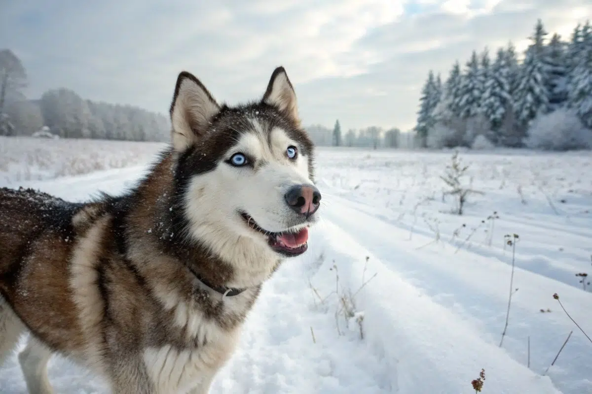 Les 5 races de chiens déconseillées par les vétérinaires