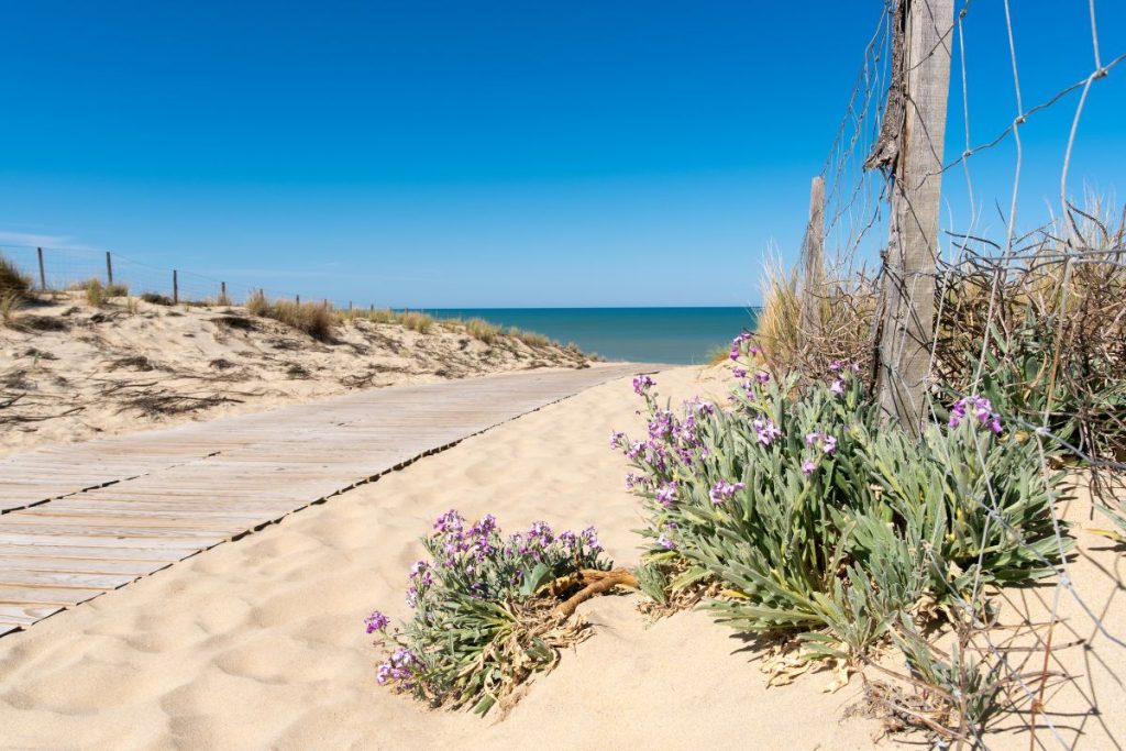 Plages chiens Lacanau