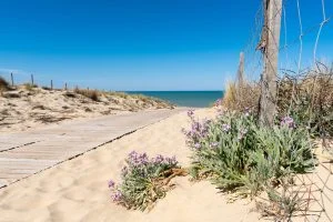 Plages chiens Lacanau