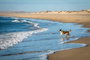 Plages autorisées aux chiens ïle rousse