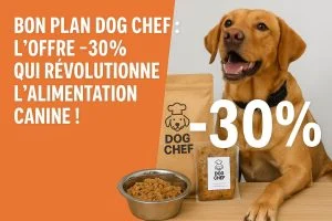 bon plan dog chef