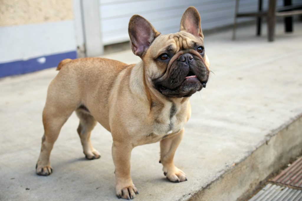 Bouledogue Français