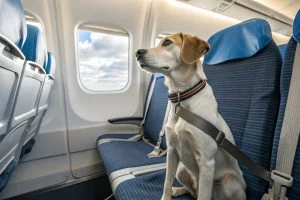 chiens autorisées dans l'avion en Italie