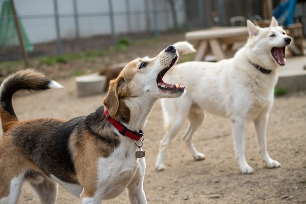 chien qui aboient