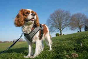 harnais cavalier king charles