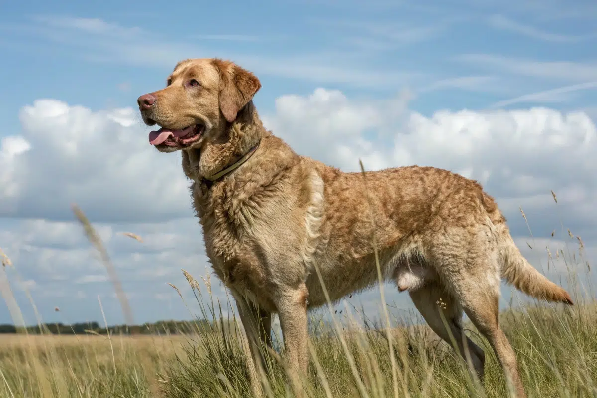 Le chesapeake bay retriever