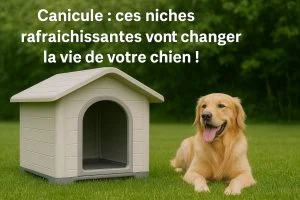Niches rafraichissante pour chiens