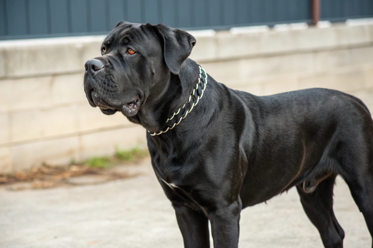 cane corso
