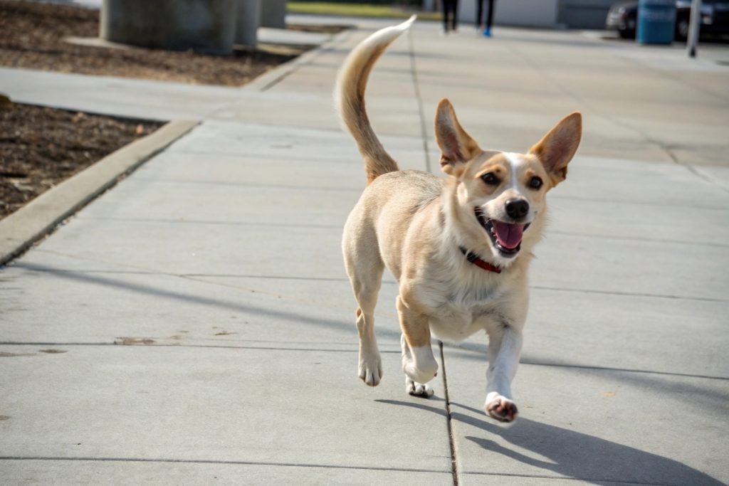 Cette technique vous permettra d'éviter les brûlures de votre chien sur le béton brulant !