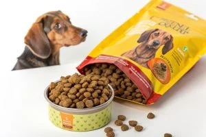 Les meilleures croquettes pour un teckel : guide d'expert canin