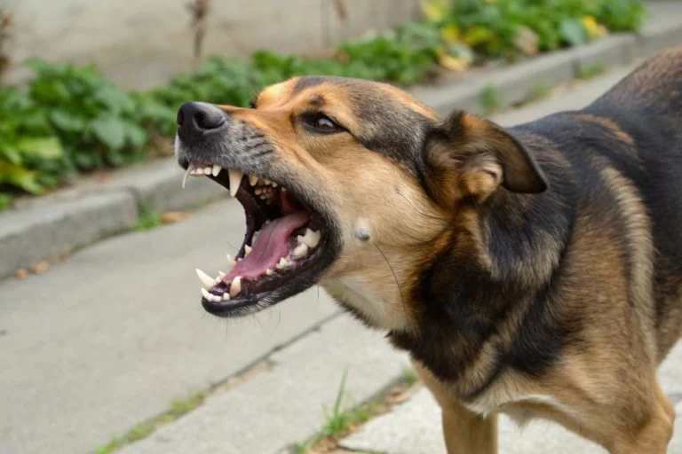 Aboiement de chien en colère : comment le reconnaître et que faire ?
