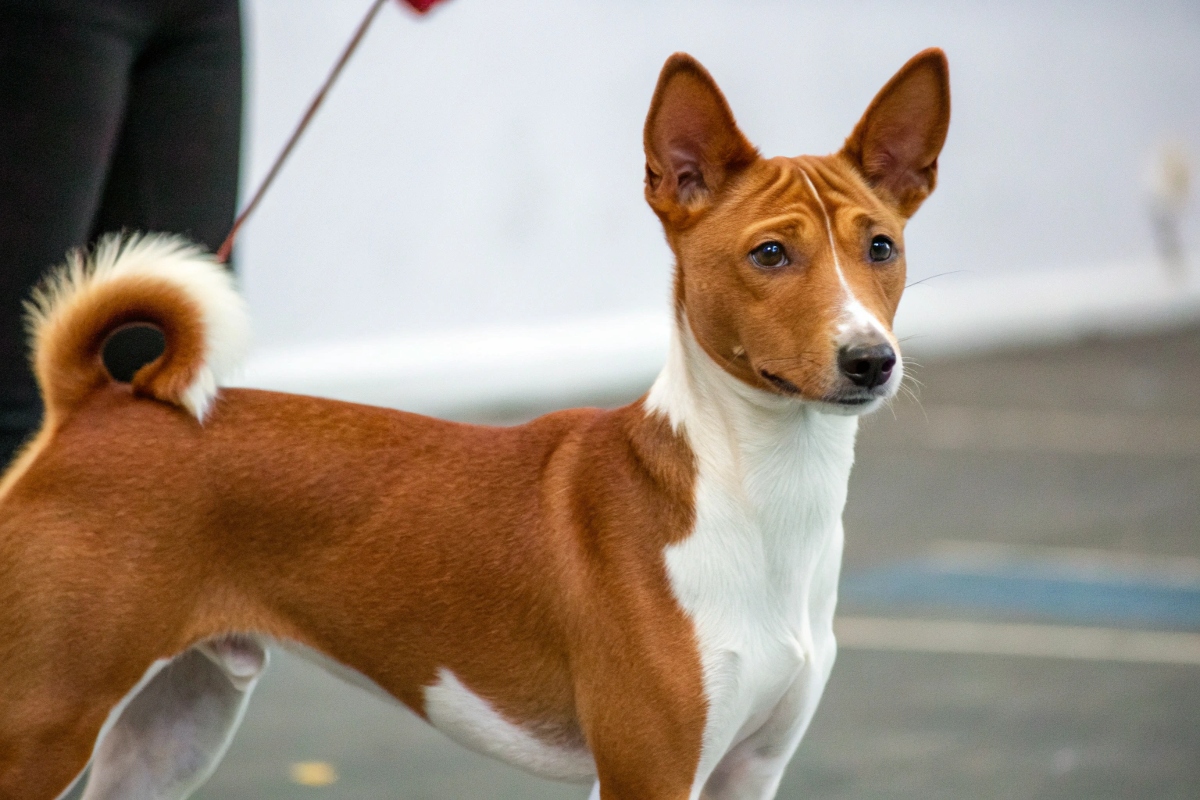 basenji