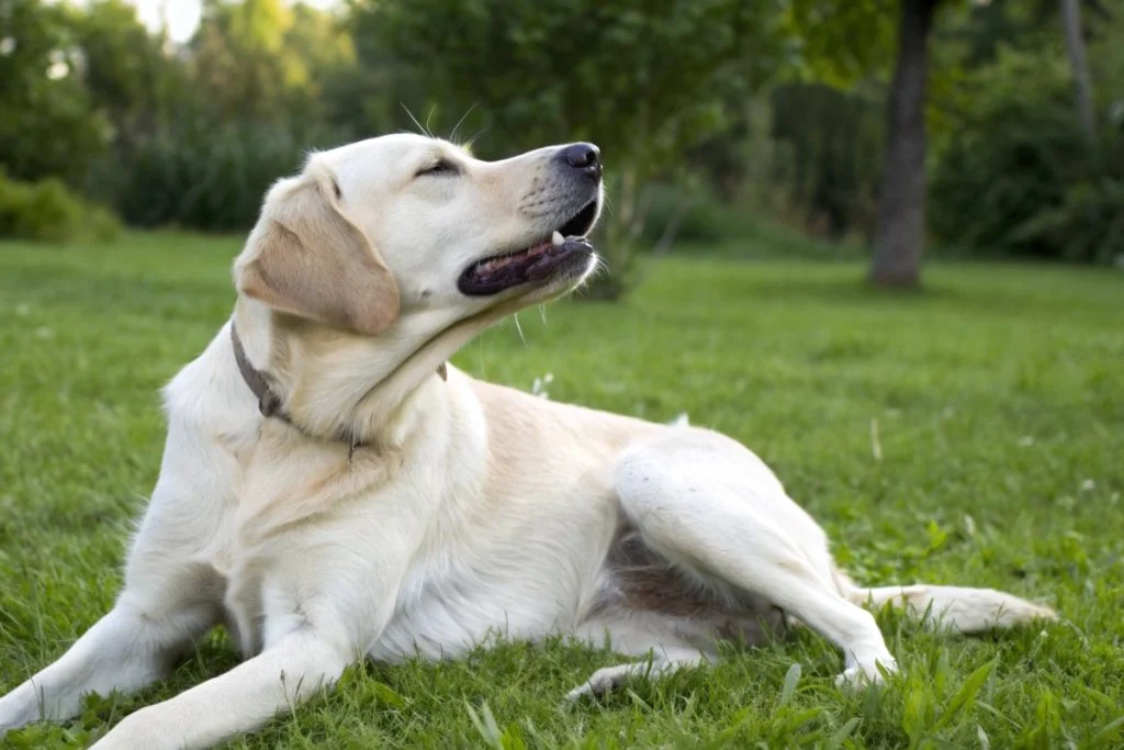 Homéopathie pour chien qui se gratte : Soulager les démangeaisons de votre animal