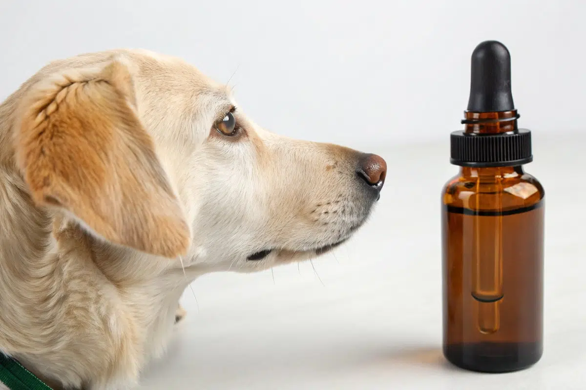 Homéopathie pour chien qui se gratte : Soulager les démangeaisons de votre animal