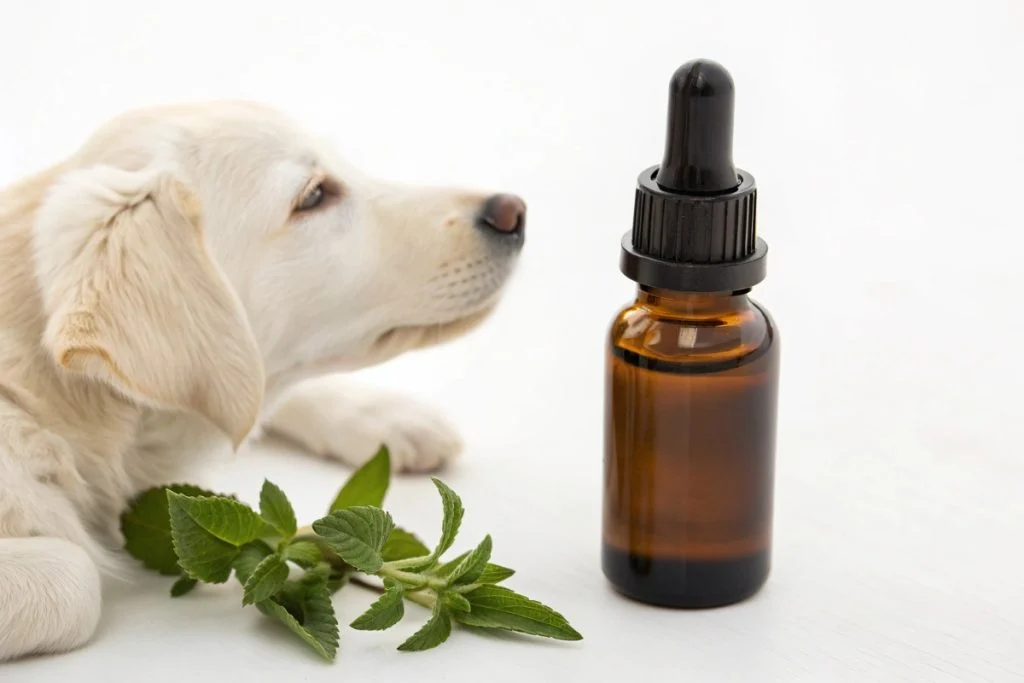 Homéopathie pour chien stressé.