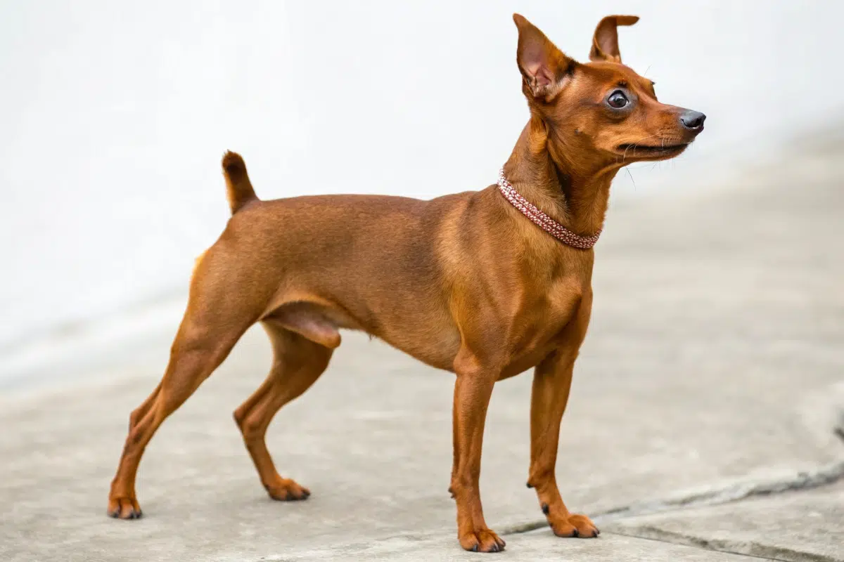 pinscher