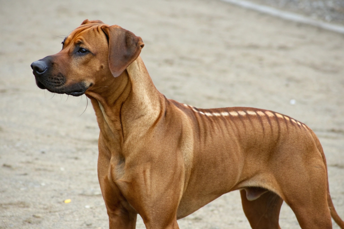 rhodesian-ridgeback