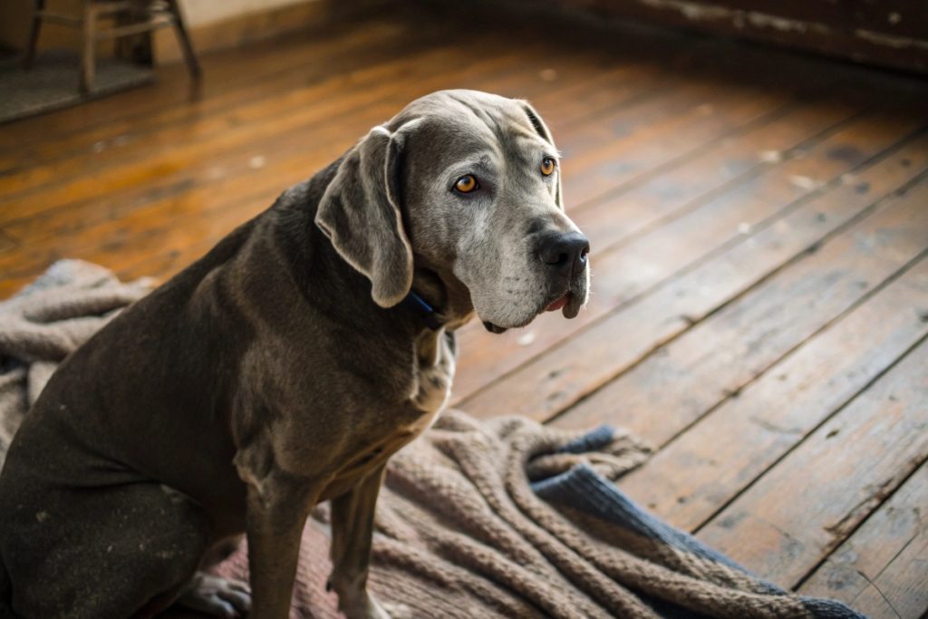 Les vieux chiens peuvent-ils apprendre de nouveaux tours ? Démystifier le mythe de l'apprentissage canin à tout âge