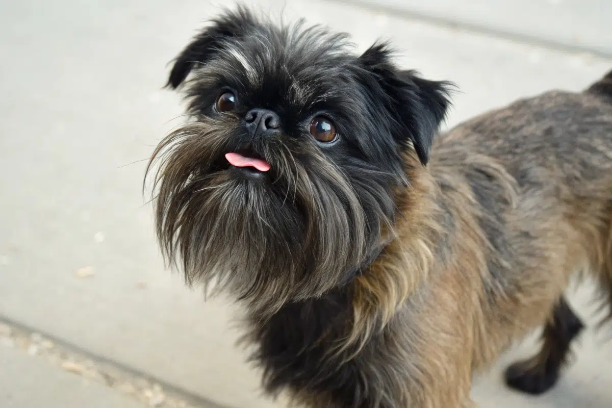affenpinscher