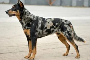 beauceron arlequin