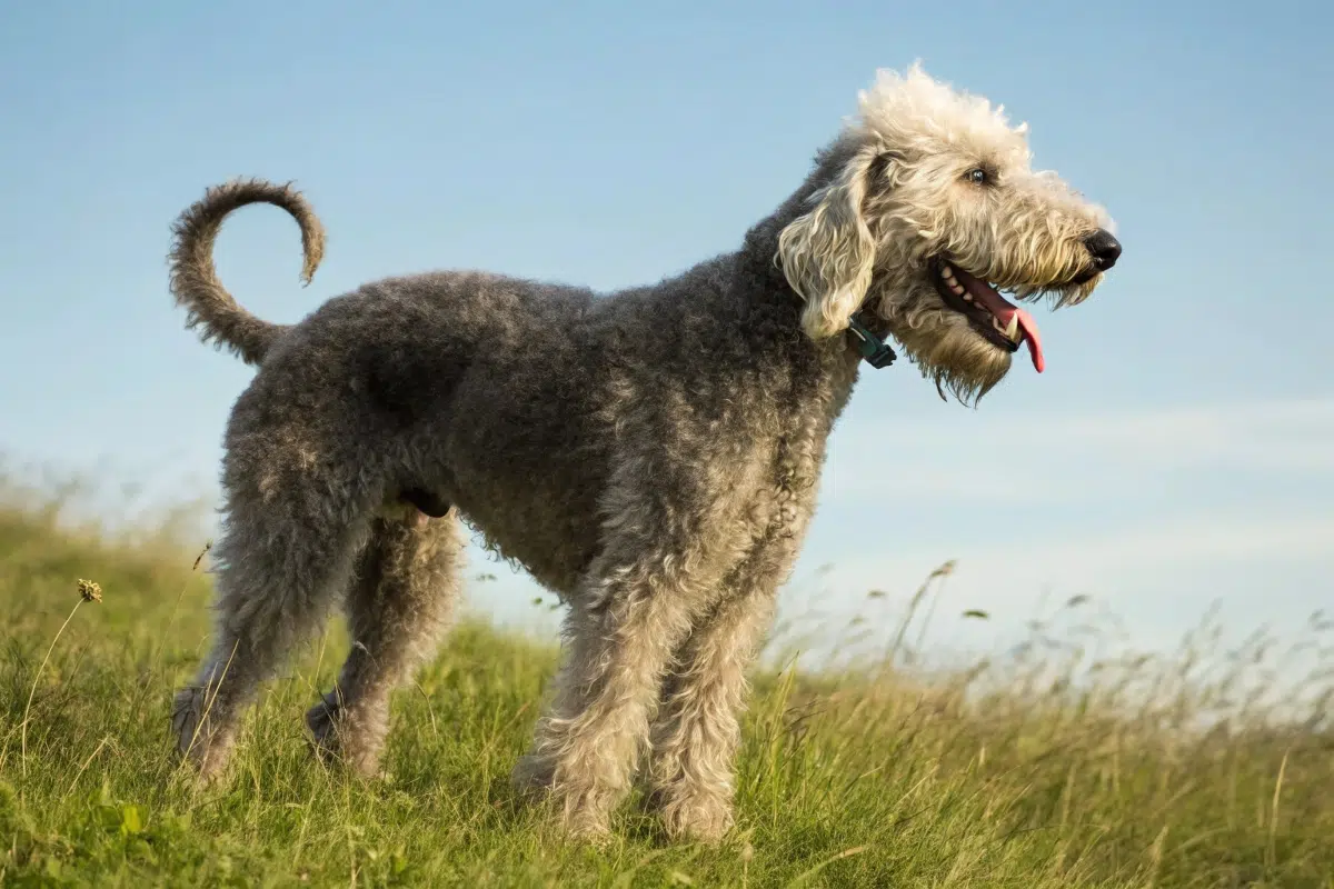 Bedlington Terrier