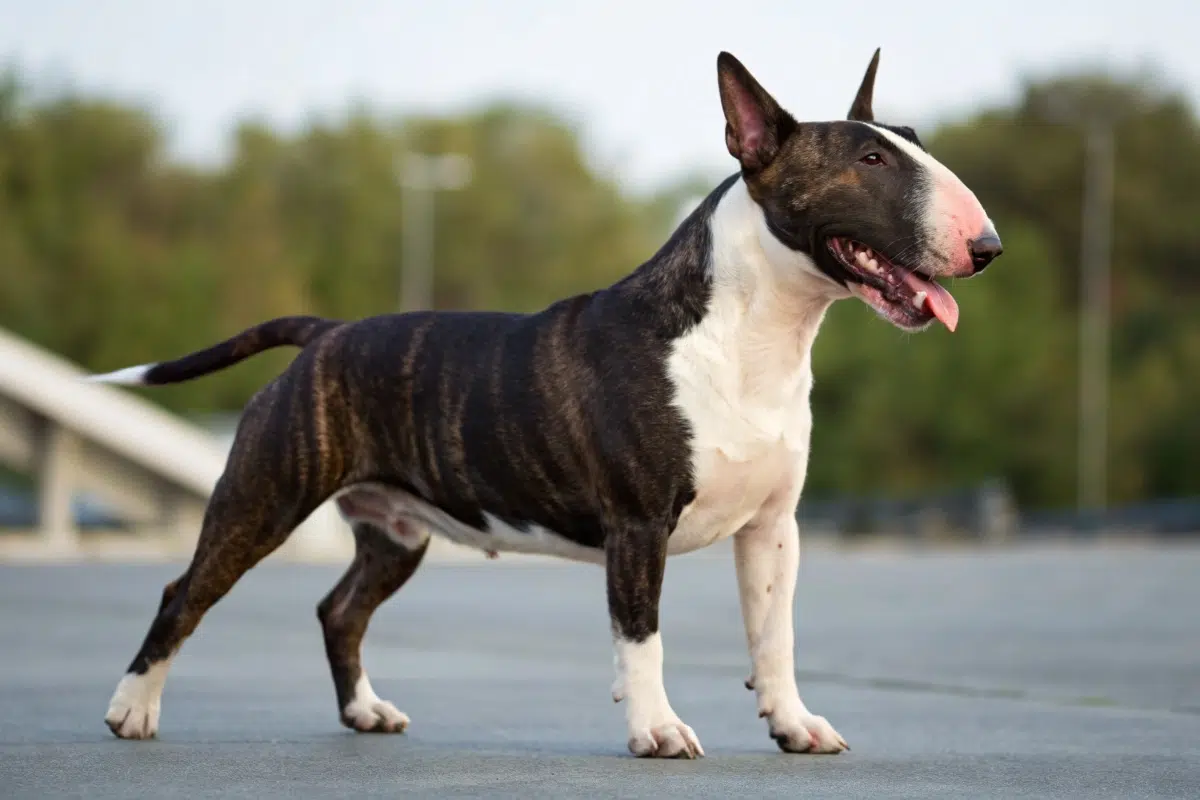 bull terrier