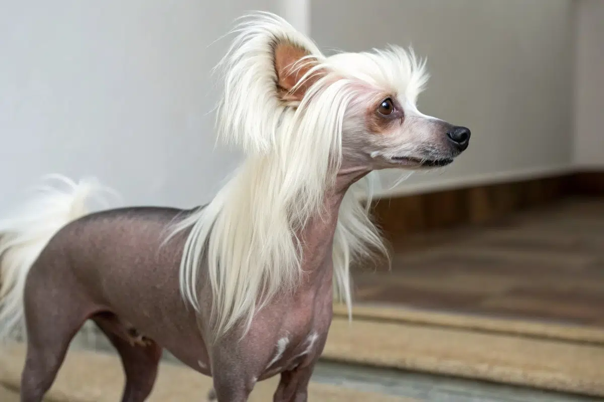 chien chinois à crète