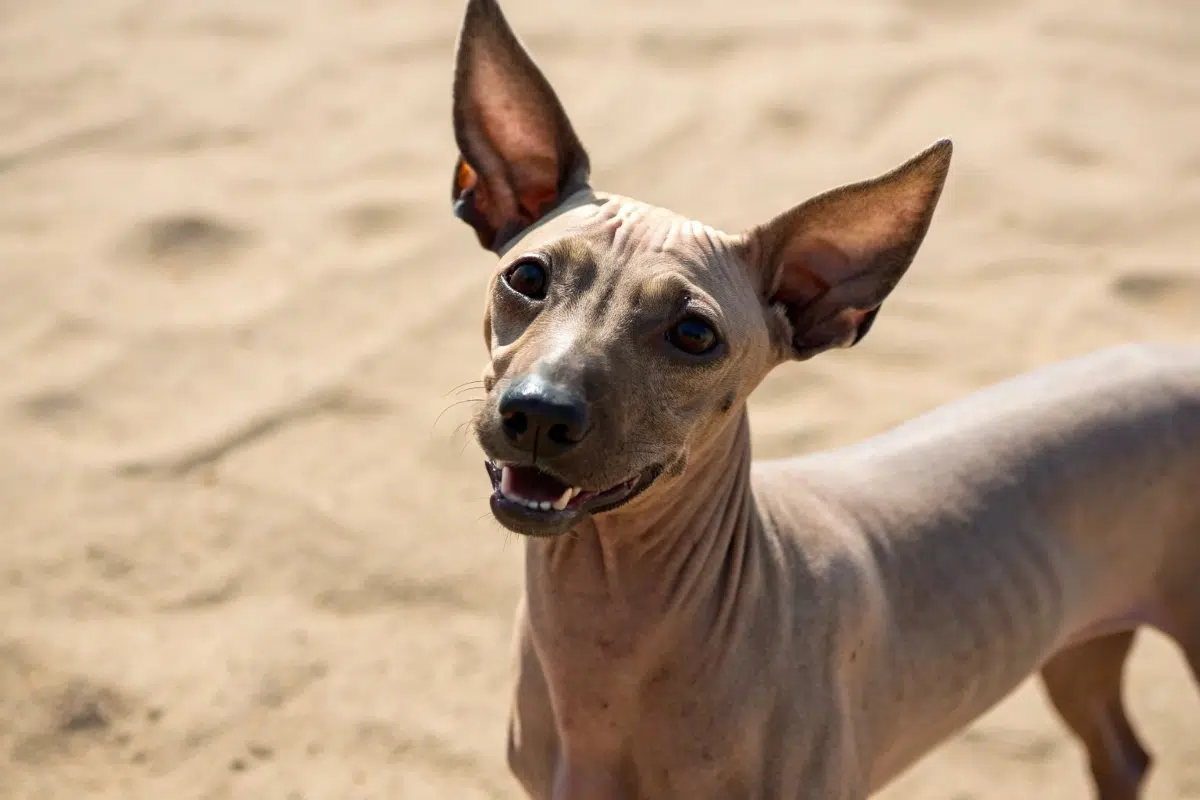 Chien nu du Pérou