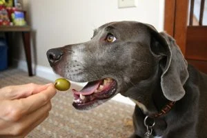 Votre chien a volé une olive à l'apéritif : faut-il s'inquiéter ?
