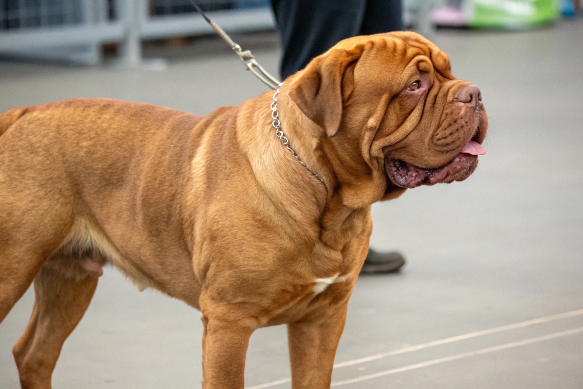 dogue de Bordeaux