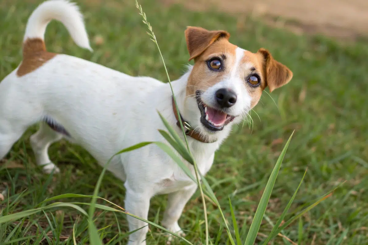 Jack russel