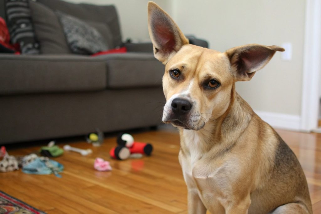 Le chien jaloux et possessif : comprendre ce comportement qui divise les familles