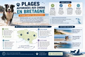Plages autorisées aux chiens en Bretagne : le guide complet par département