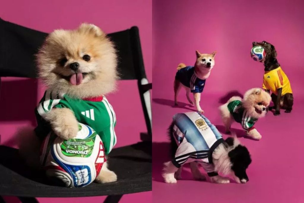 Maillot foot chien coupe du monde 2026 Adidas : le guide complet pour habiller son chien comme un supporter