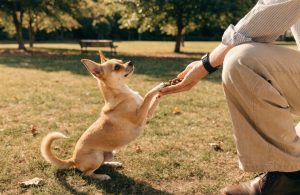 Comment faire obéir un chihuahua ?