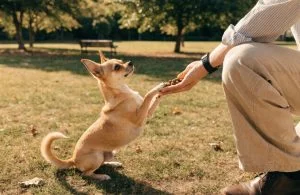 Comment faire obéir un chihuahua ?