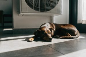 climatisation et chien