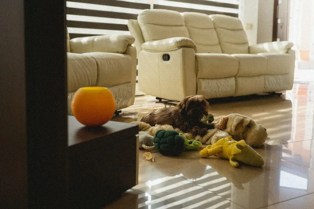 chien seul à la maison mâchant un jouet Kong pour apaiser son anxiété de séparation